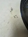 What are these small flies in my kitchen and how do I get rid of them?