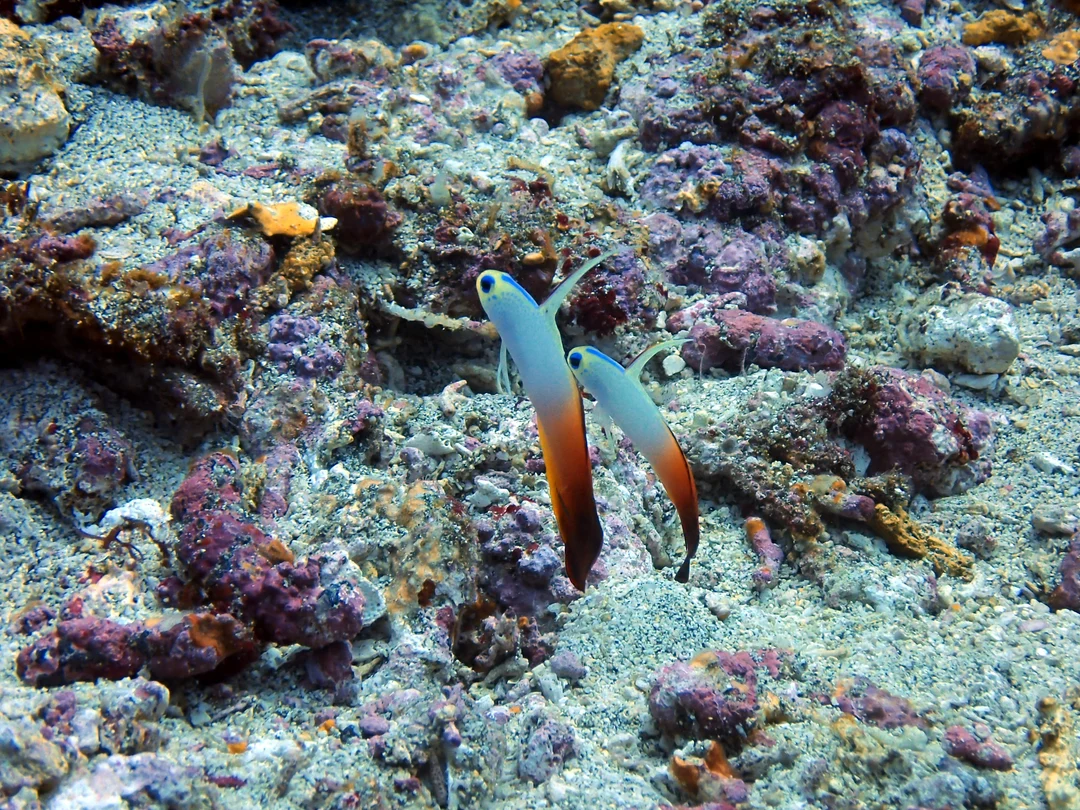 Red Filefish Nemateleotris magnifica - The Red Firefish | Scrolller