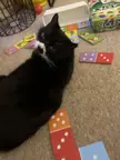 Catswithjobs