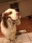 My dog can’t figure out bully sticks