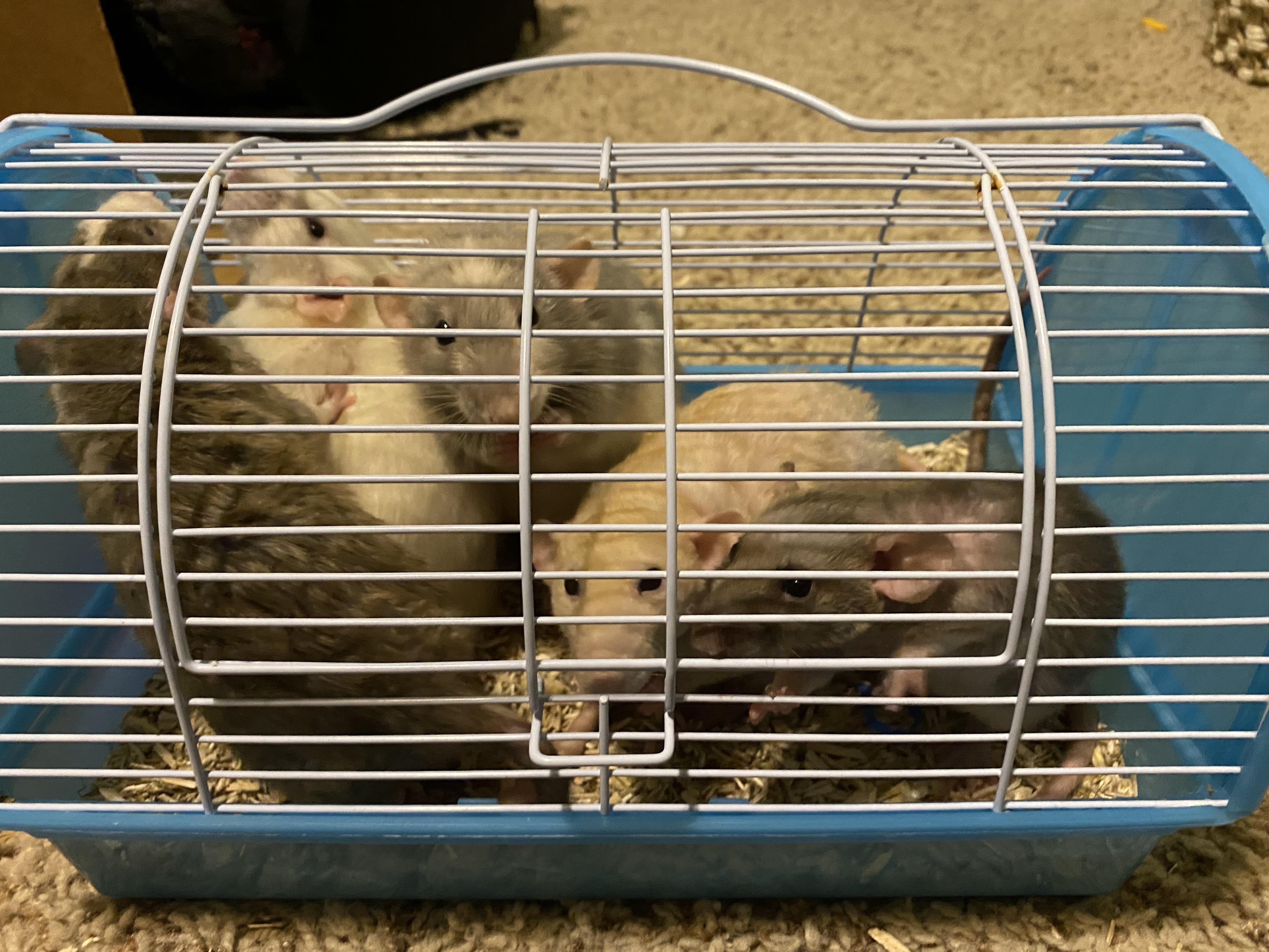 Trouble With Introductions