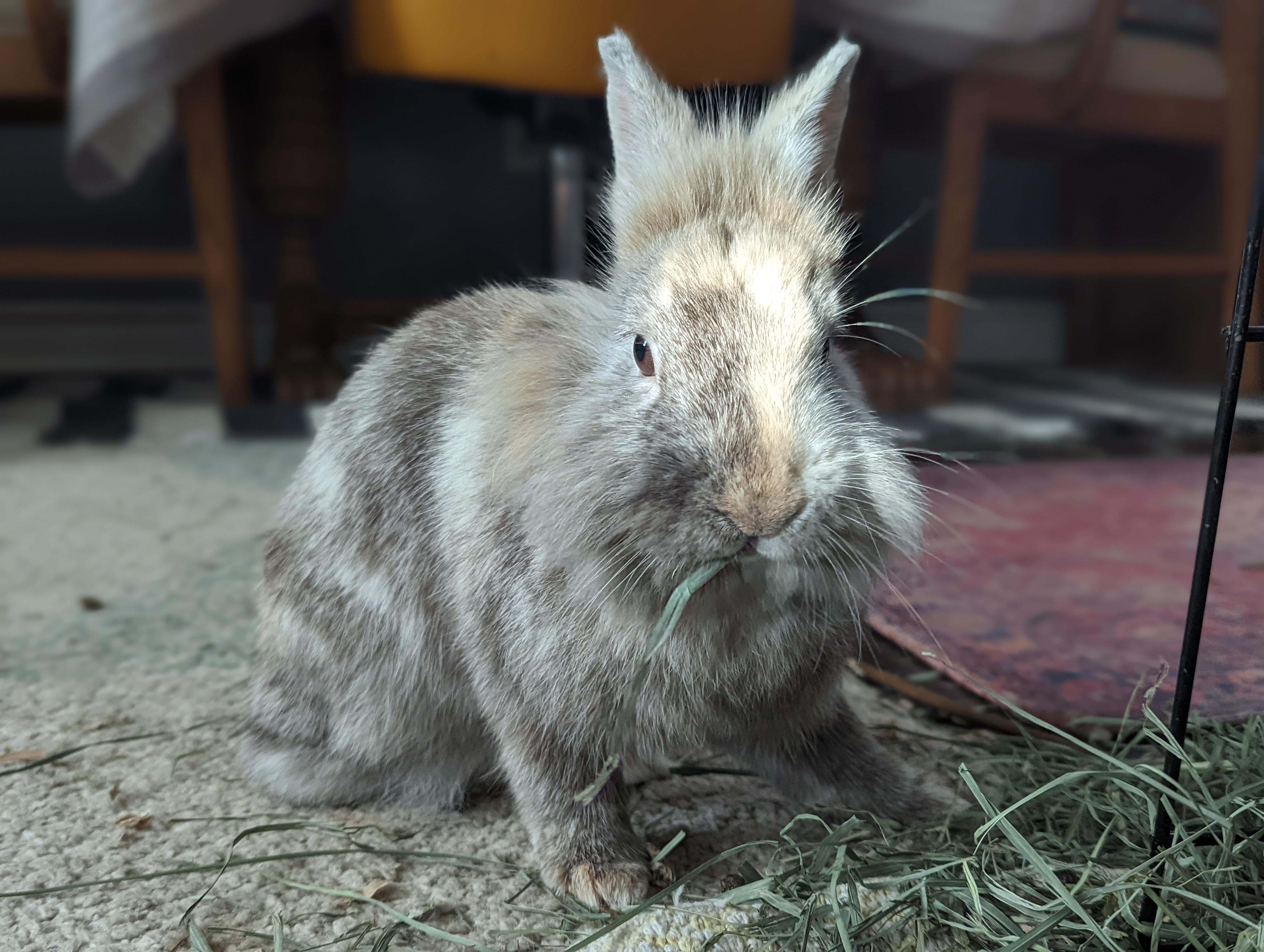 All of a sudden I am getting calls and emails for 'International Rabbit ...