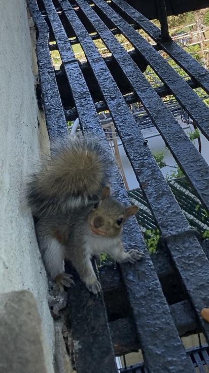Where did my squirrels go??