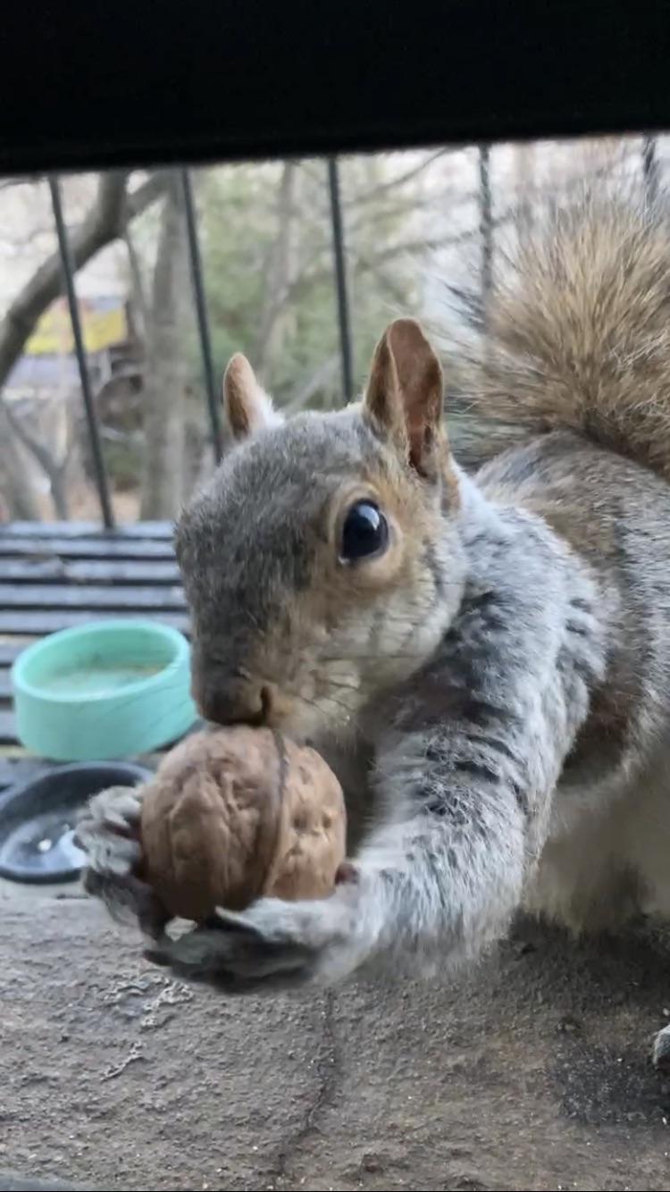 Grey squirrel exploring a balcony and planter, including one holding a nut