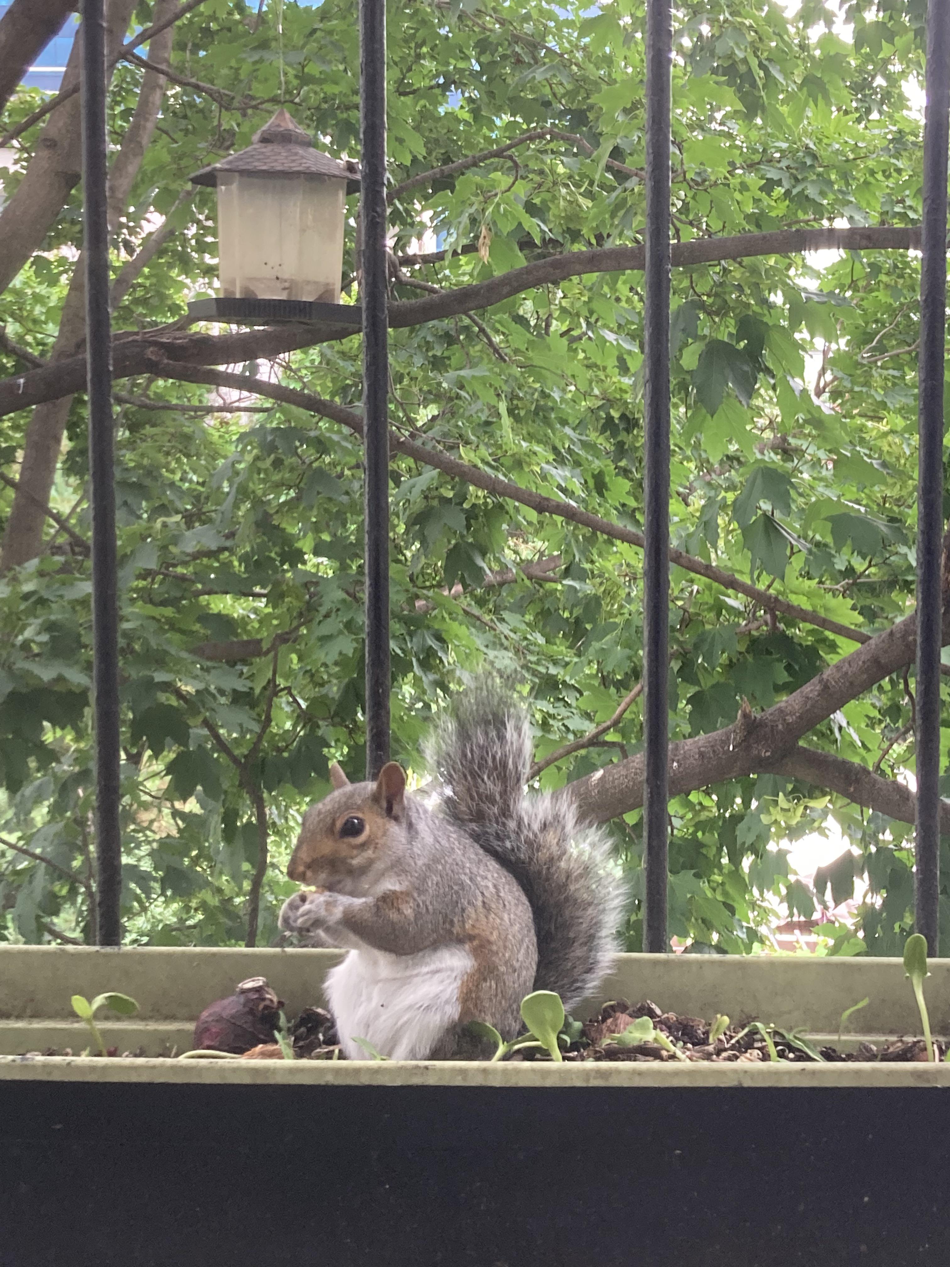 Grey squirrel exploring a balcony and planter, including one holding a nut