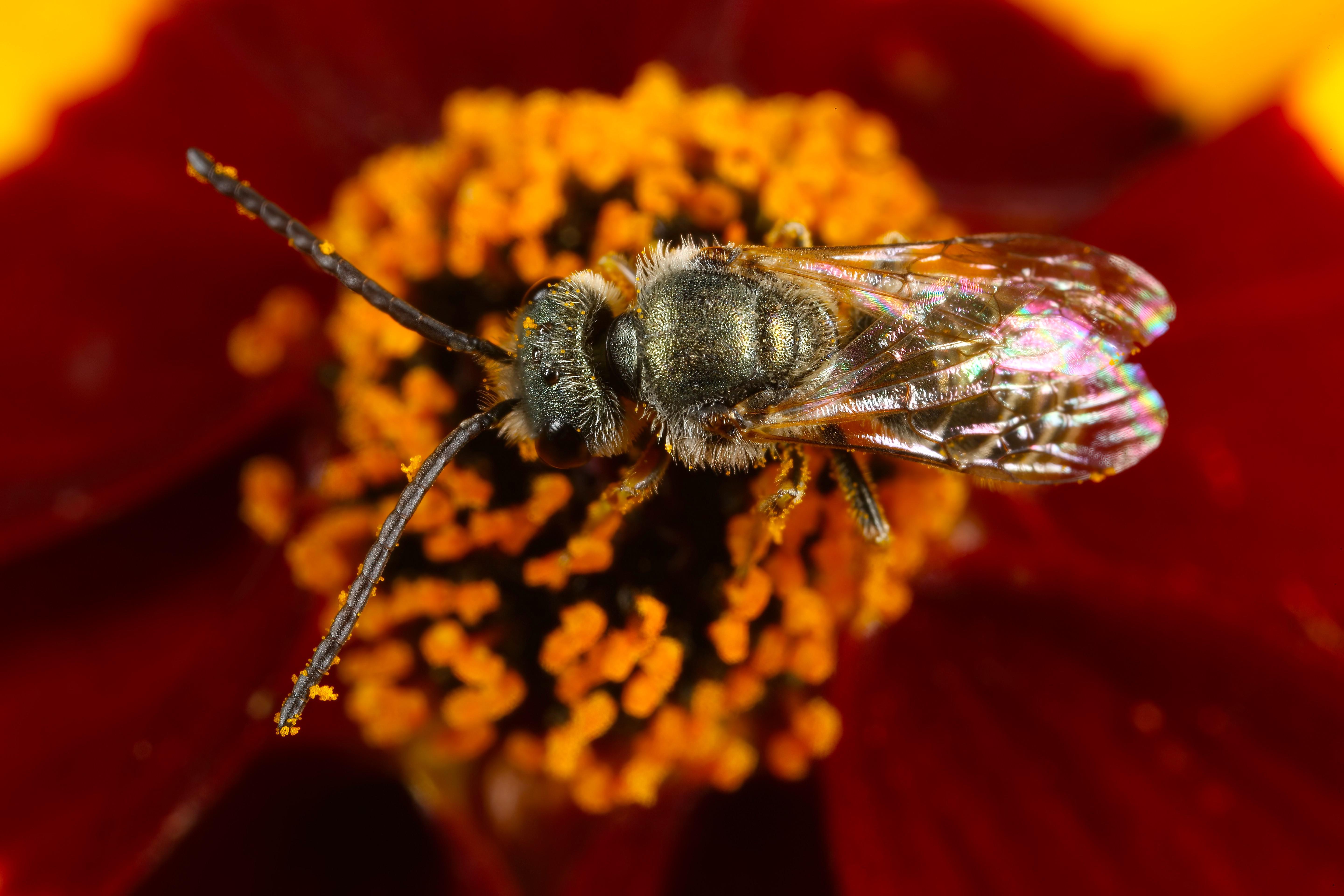 A sweat bee visits a blossom.