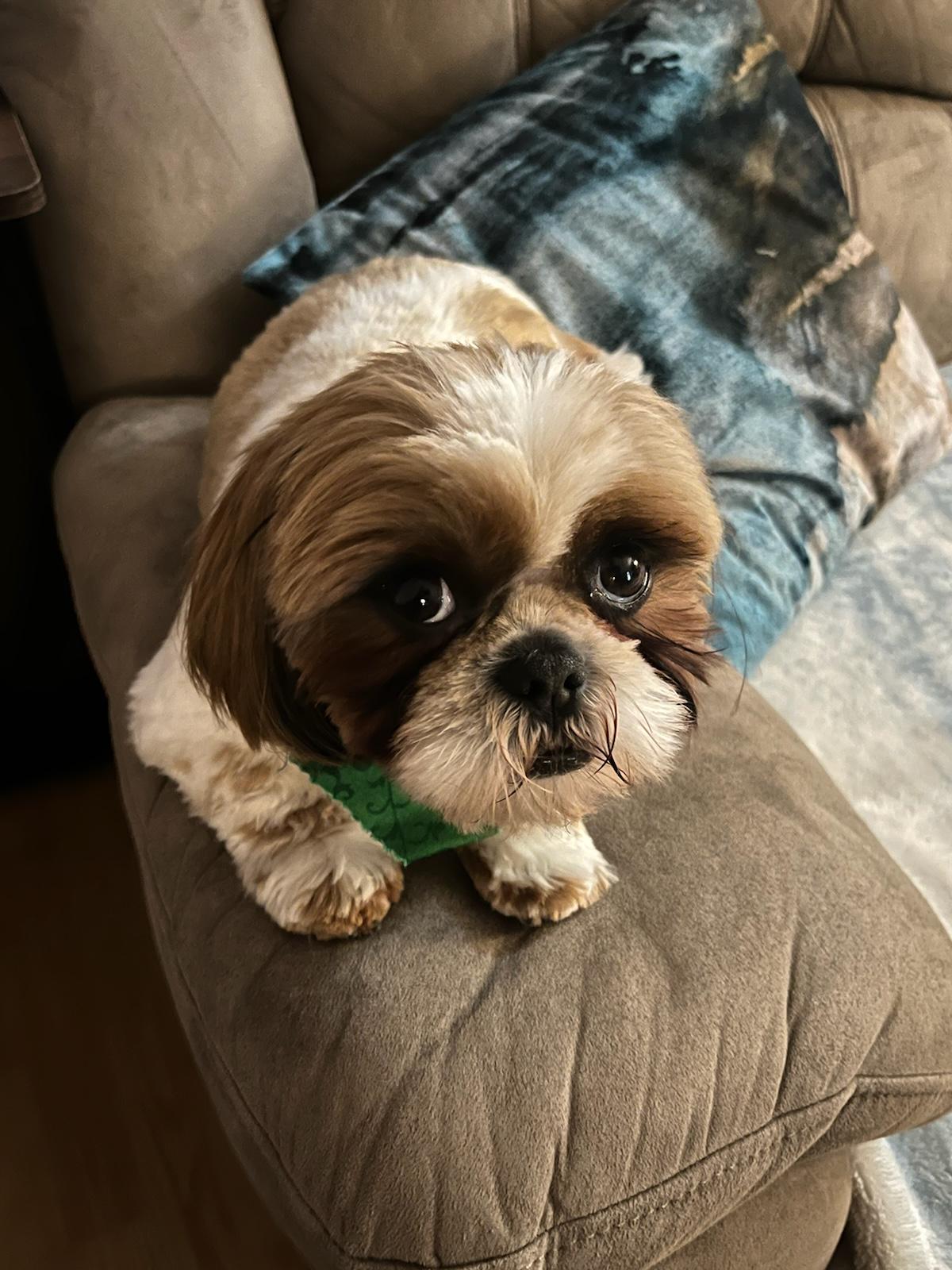 Show off those sweet "puppy dog eye" pics <3