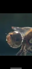 Firefly!