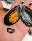 There was a tiny mussel inside my mussel