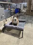 Beds in the house , beds outside of the house .. Remy is checking out her new bed  today