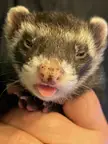 Ferret post surgery