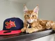 I bought a hat to match my cat.