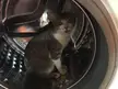 Cat said: This is my house