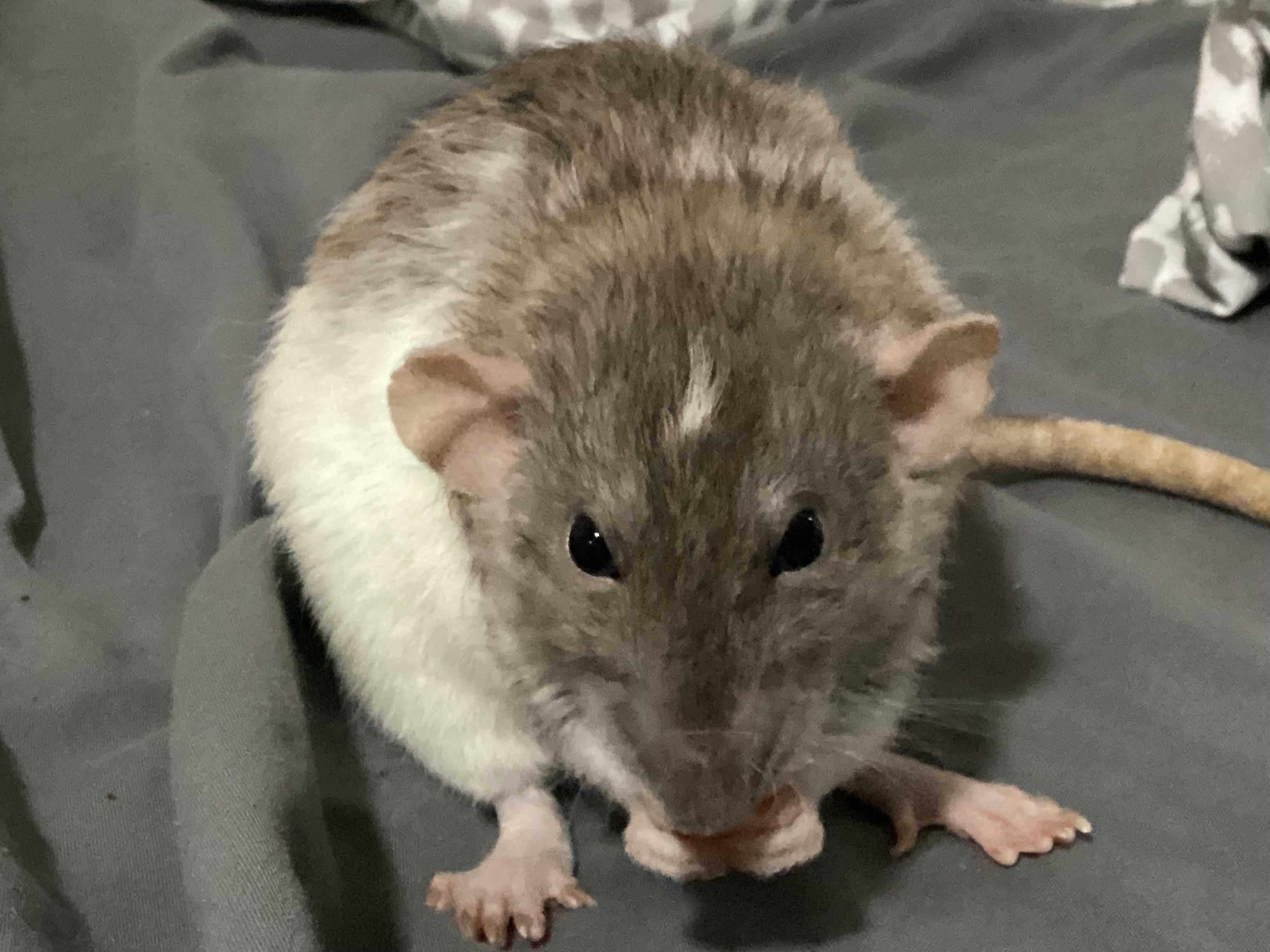 Is my rat٫ 317 grams٫ 8 months old٫ fat?