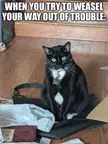 Meme made out of my cat (her name is Mittens)
