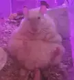 Can someone make my rat look (more) like Jabba the Hutt? Will tip