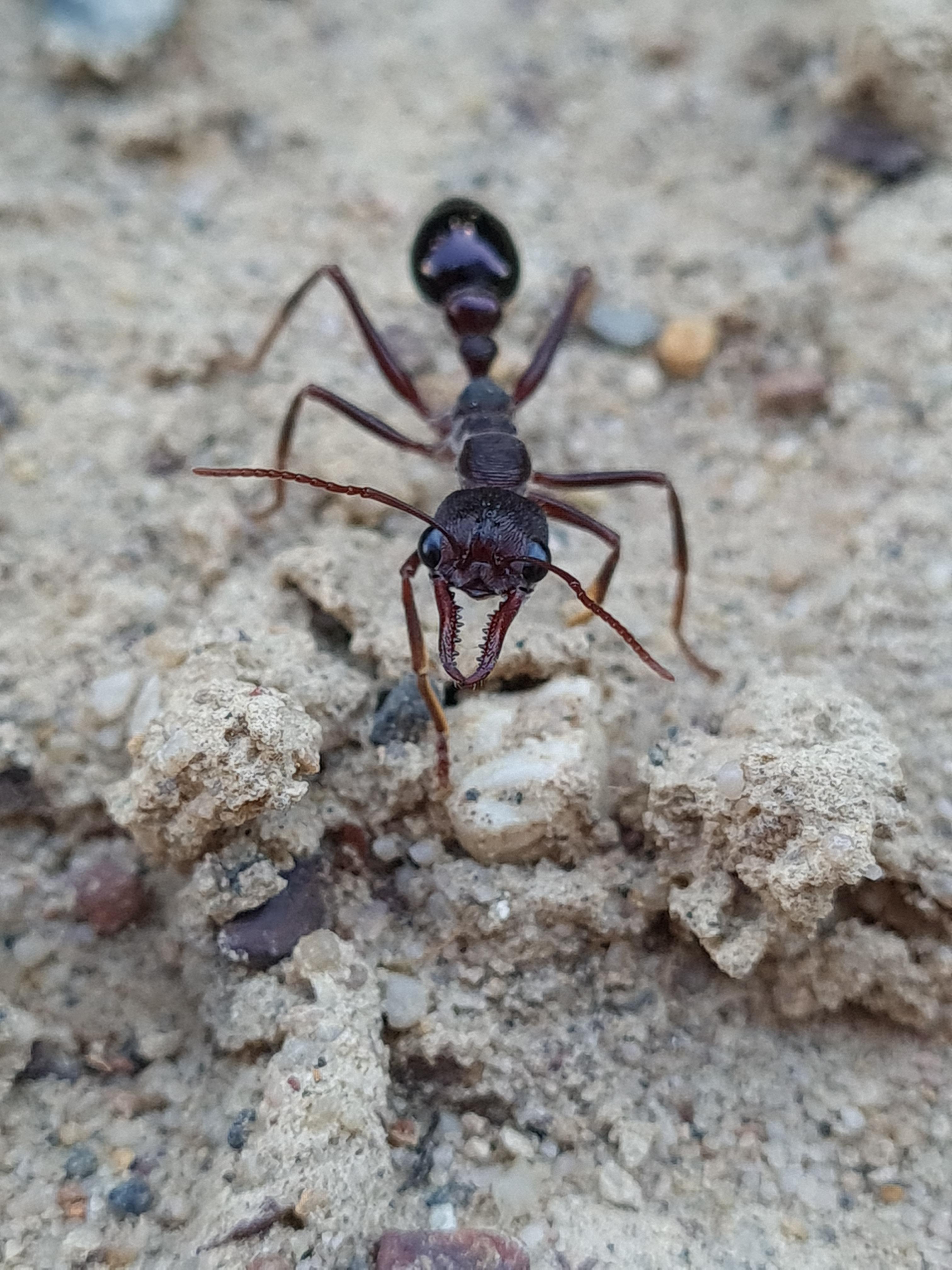 Inchman ant. I've been taking a lot of close ups tho im not sure they count as macro. Tell me what you think!