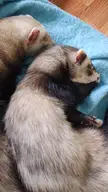 How to wash ferret bedding with shedding?