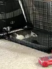 Tiny cat stole Dot’s bed