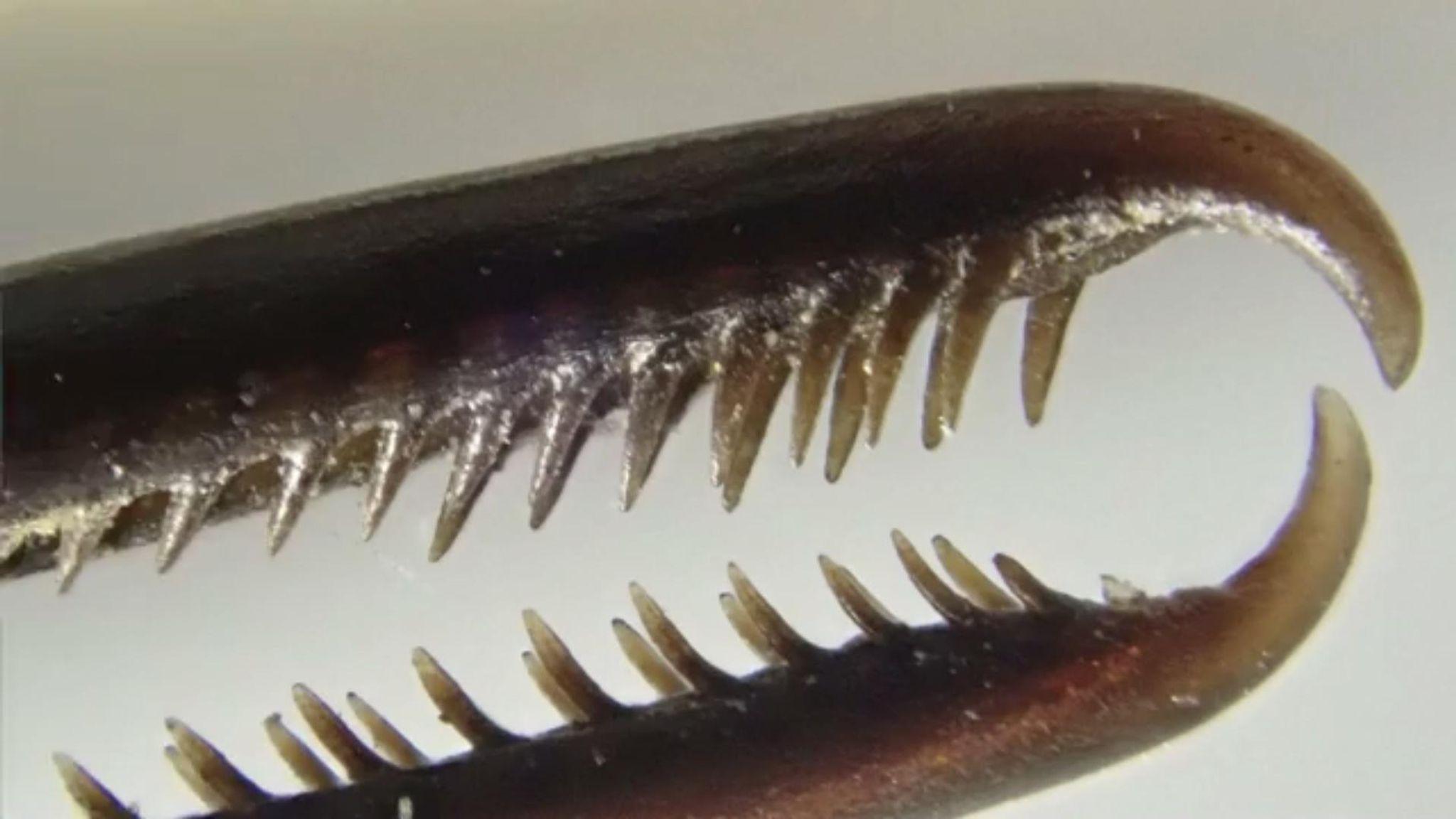 This is what a hummingbird's beak looks like through a microscope. The hooked tip is used in intraspecific combat for either nectar or potential mates. Huītzilōpōchtli the Aztec god of war is even represented through hummingbirds in reference to this aggressiveness.