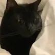 Neither me or my GF believed each other when we said we’d not tucked Smokey in
