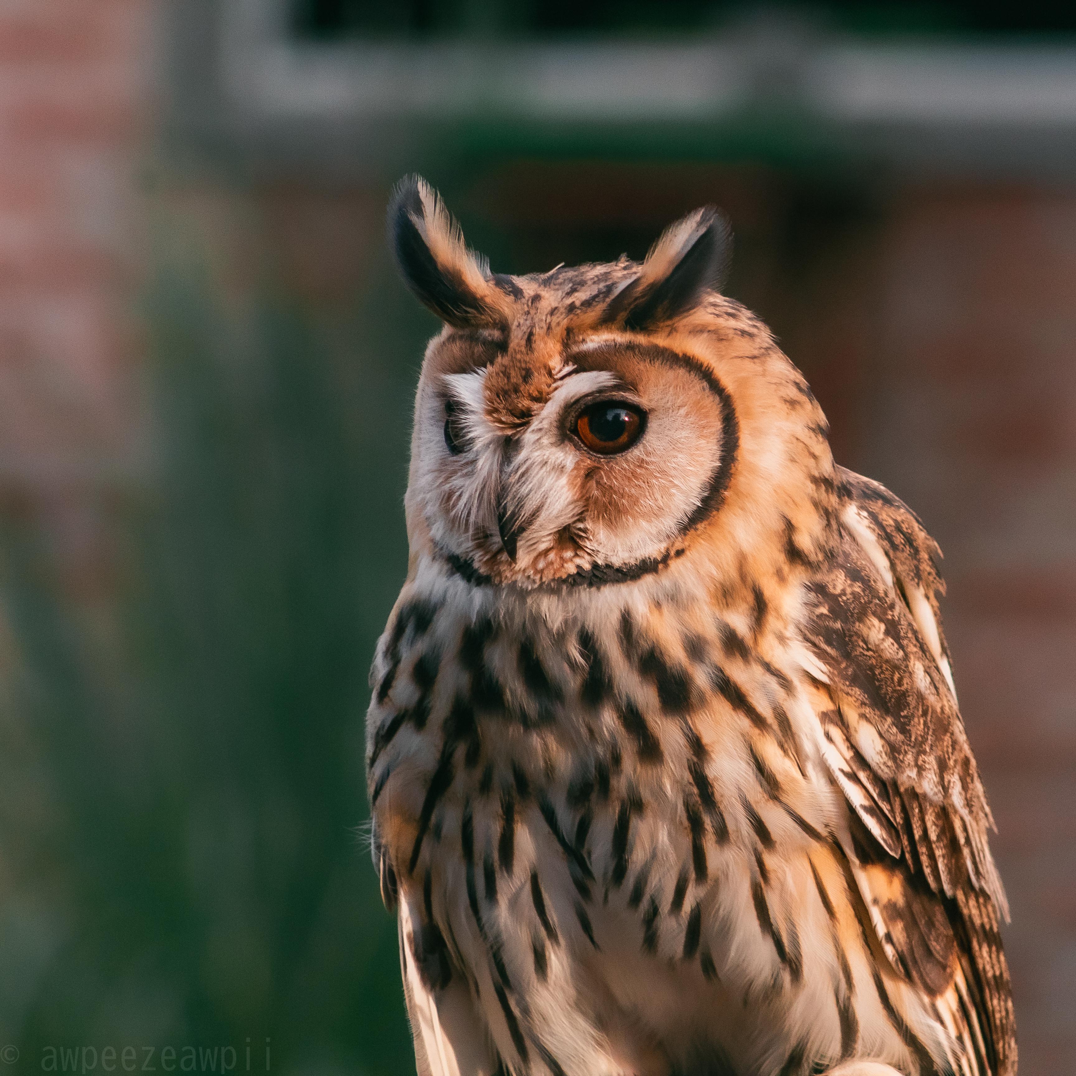 Striped Owl (Asio Clamator)