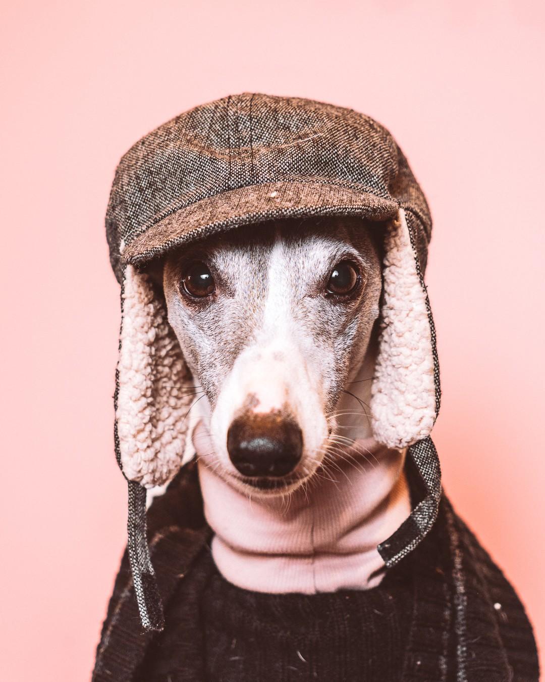 Cozy ears, boopable snoot