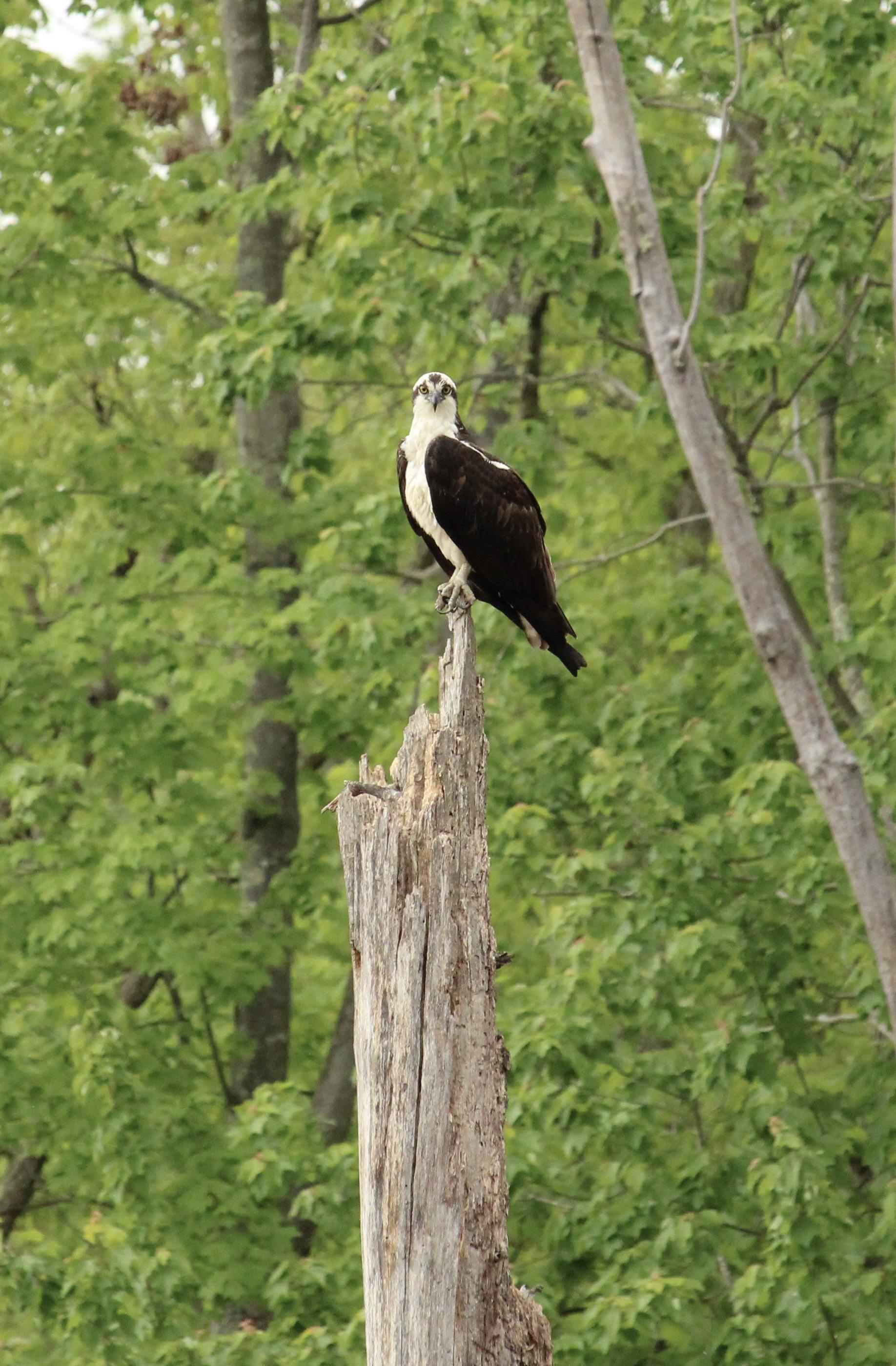 Osprey sizing me up as a snack Scrolller