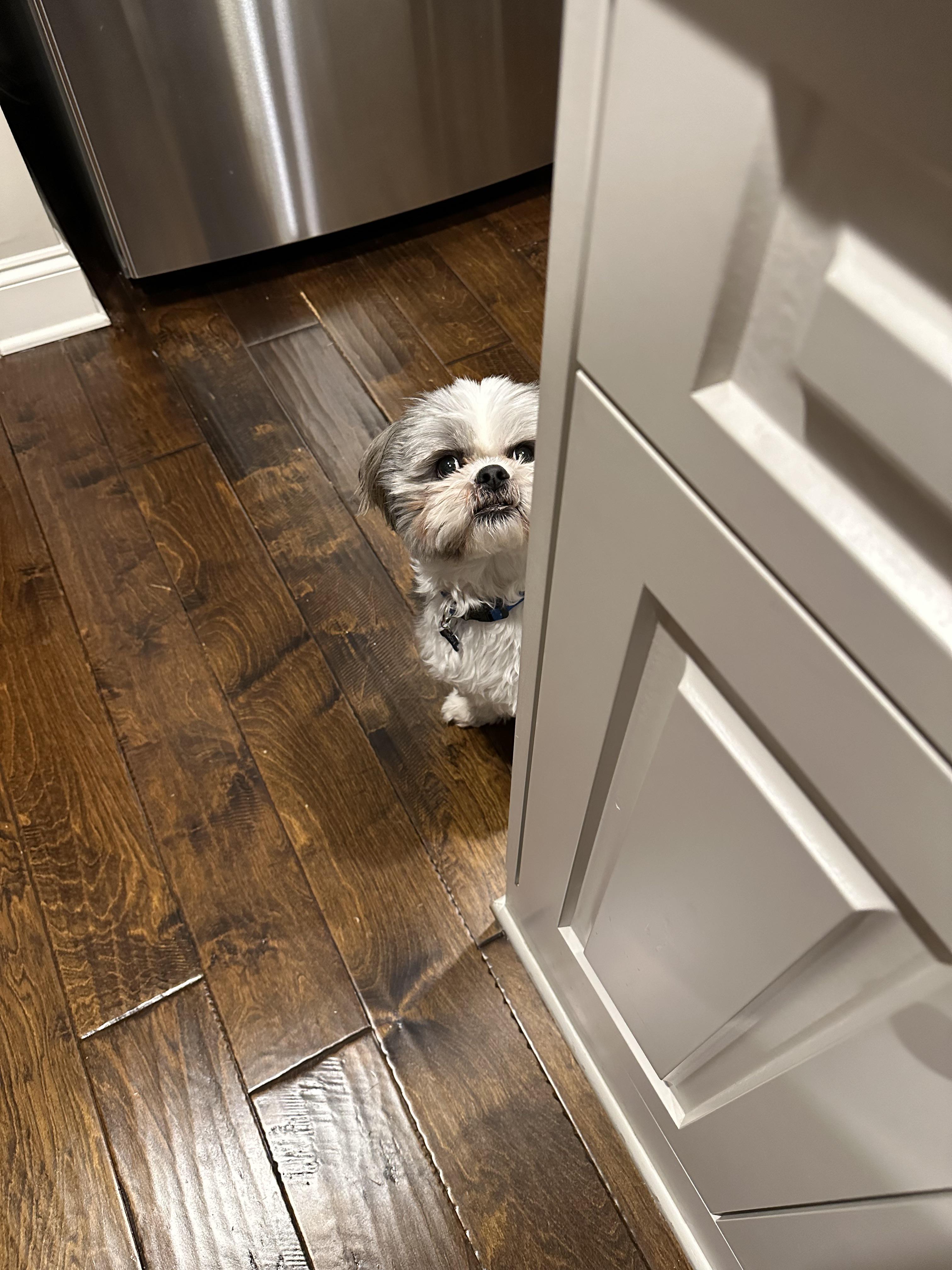 Hears the rustle of a food package in the distance…