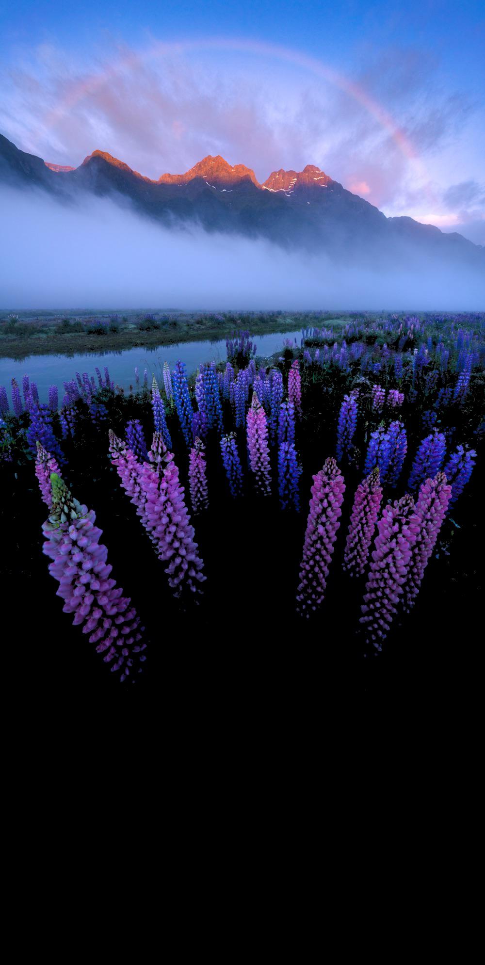 Bi colors flowers wallpaper. 💖💜💙