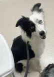 My Beautiful Border Collie
