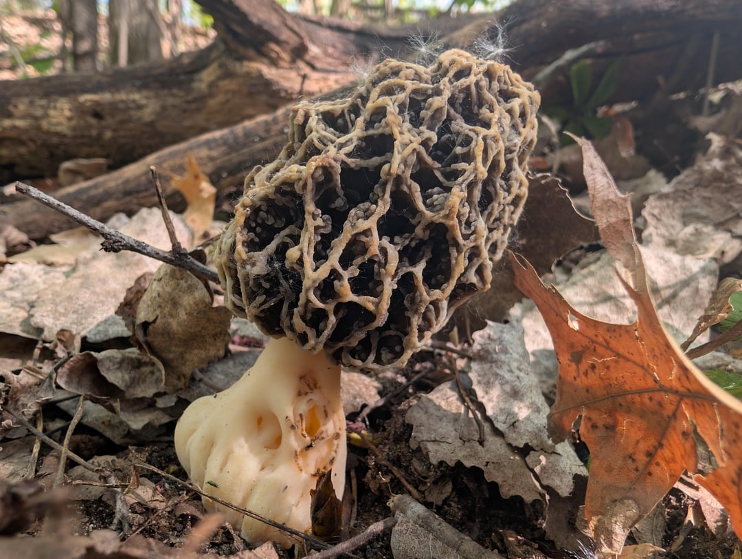 MushroomPorn