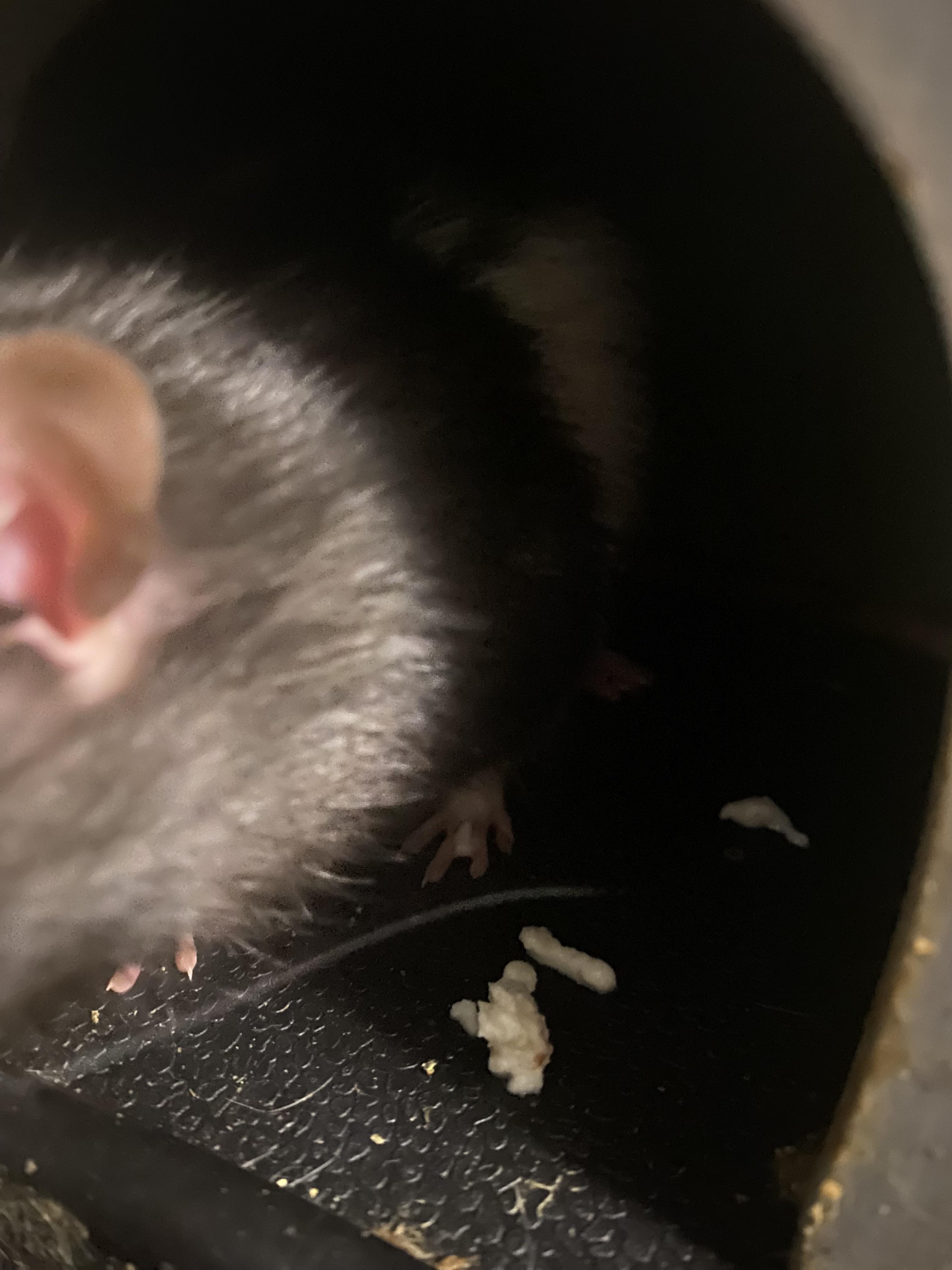 help! is my rat sick?