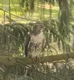 Hawk keeps attacking my chickens