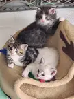5 week old kittens 