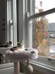 Calico Princess