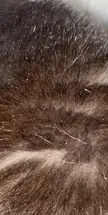 Dandruff Flakes or Flea Eggs in my cats fur? When I tried to pick them off some came off but I’m still not sure.