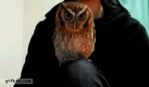 owlgifs