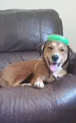 This is Cora, and my 6-year-old thought she needed a hat.