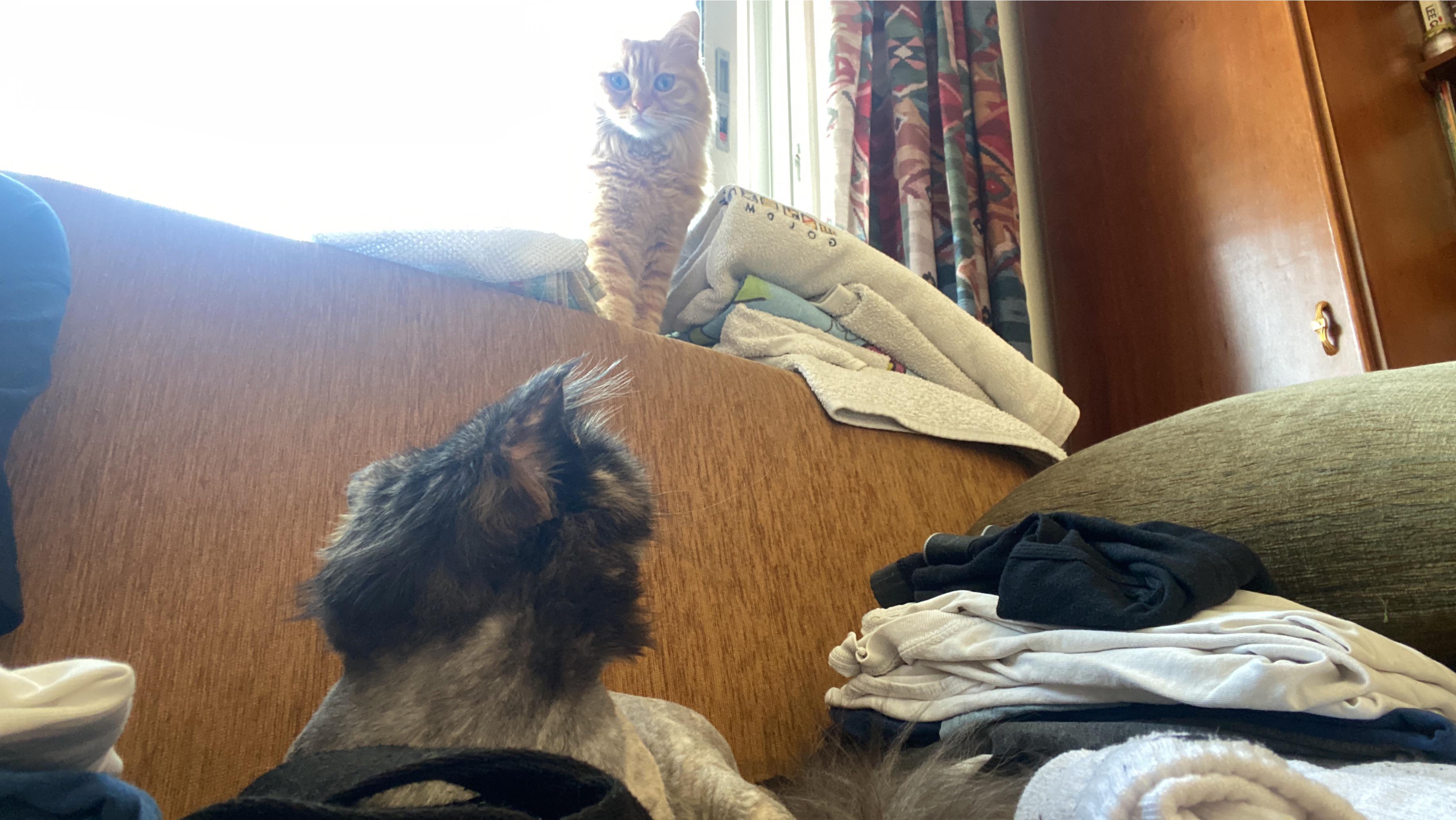 Reminded me of that one Jojo meme template