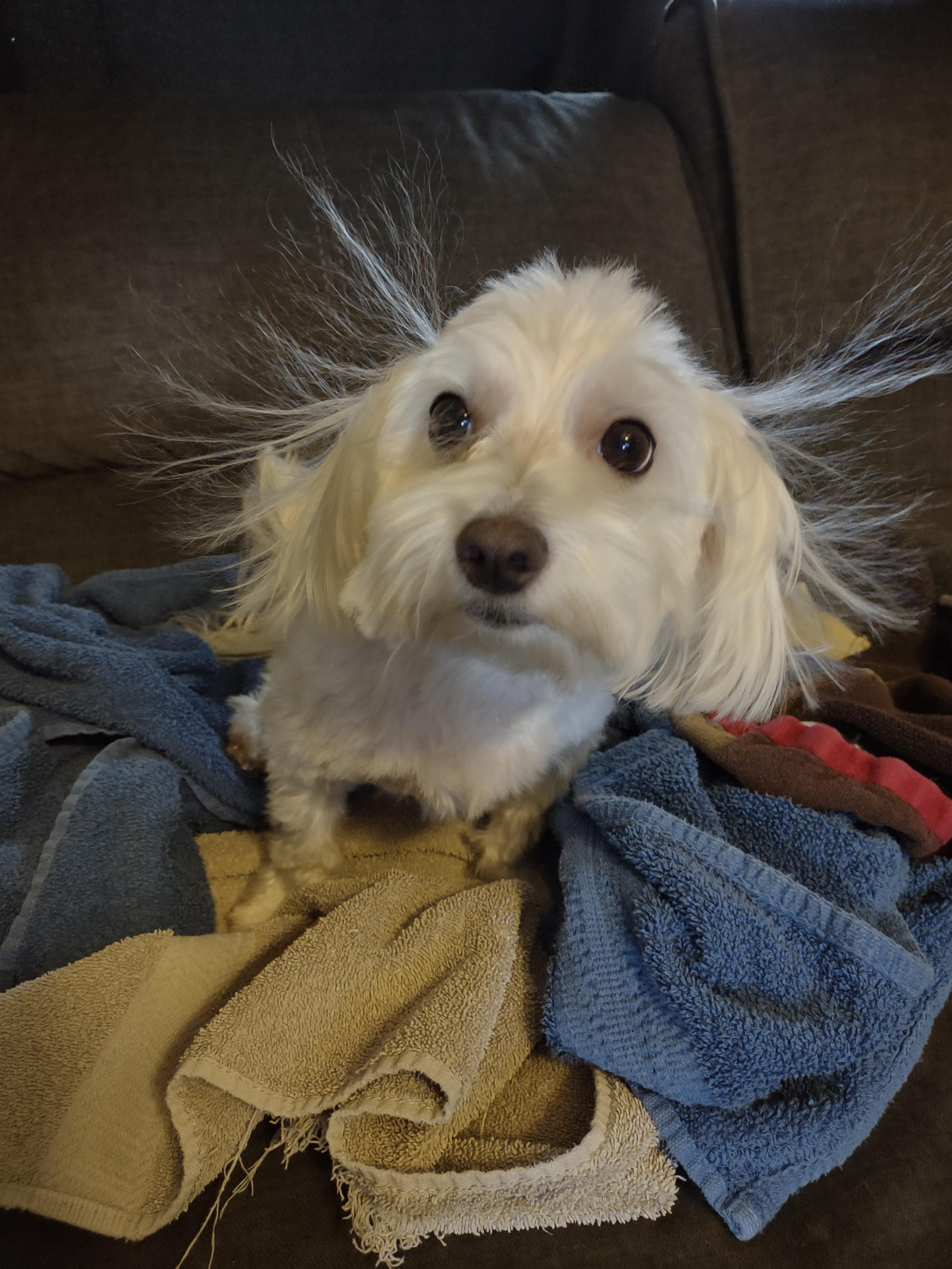 Charlie likes wallering in fresh dryer towels!