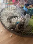 First time ferret owner - Enrichment ideas? + free roaming questions