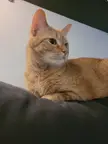 Pets around the couch