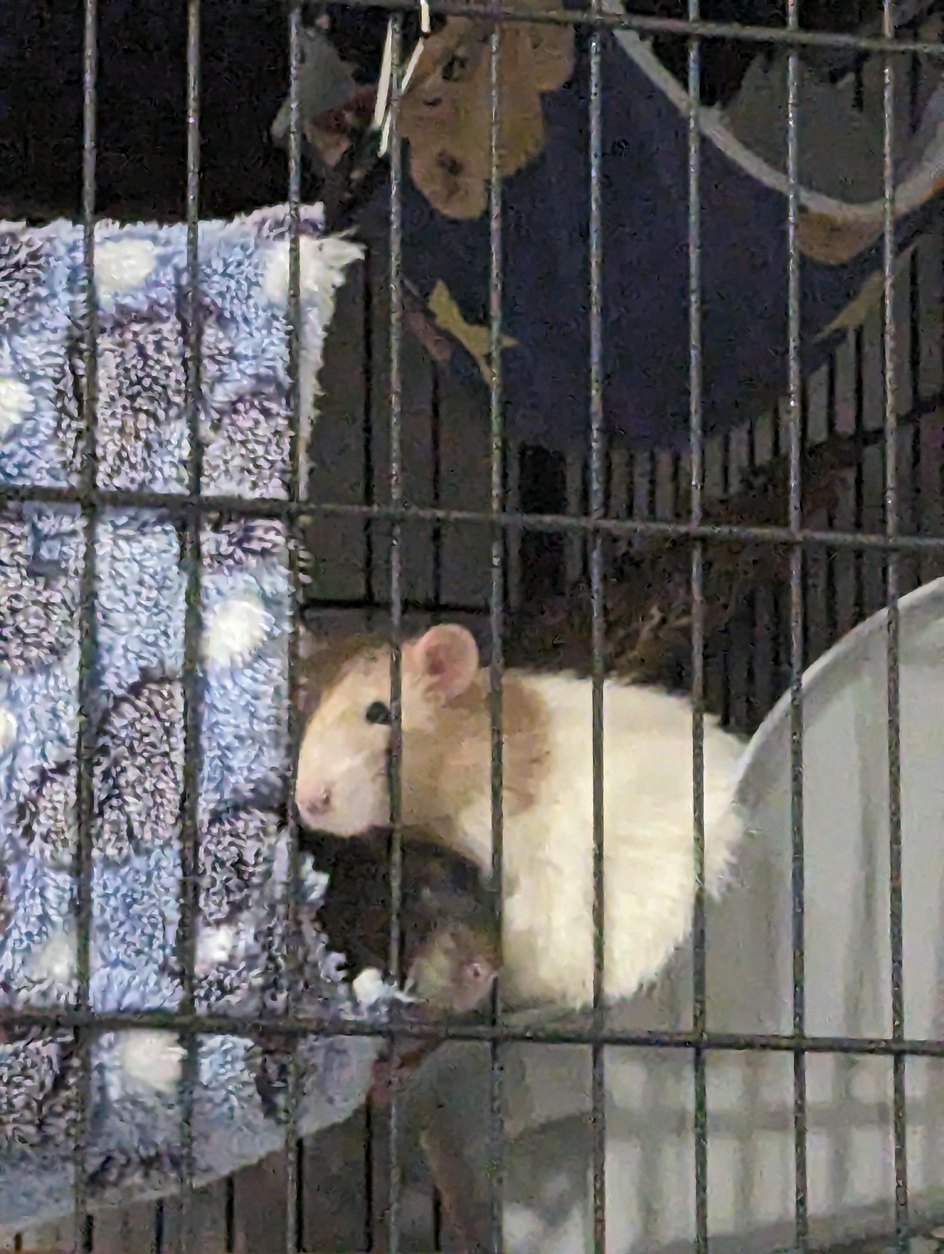 Mum cut unions near where I was preparing pea fishing. Will my rats be ok?