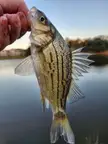 Yellow Bass?