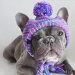 Reasons to Put a Hat On Your Dog.
