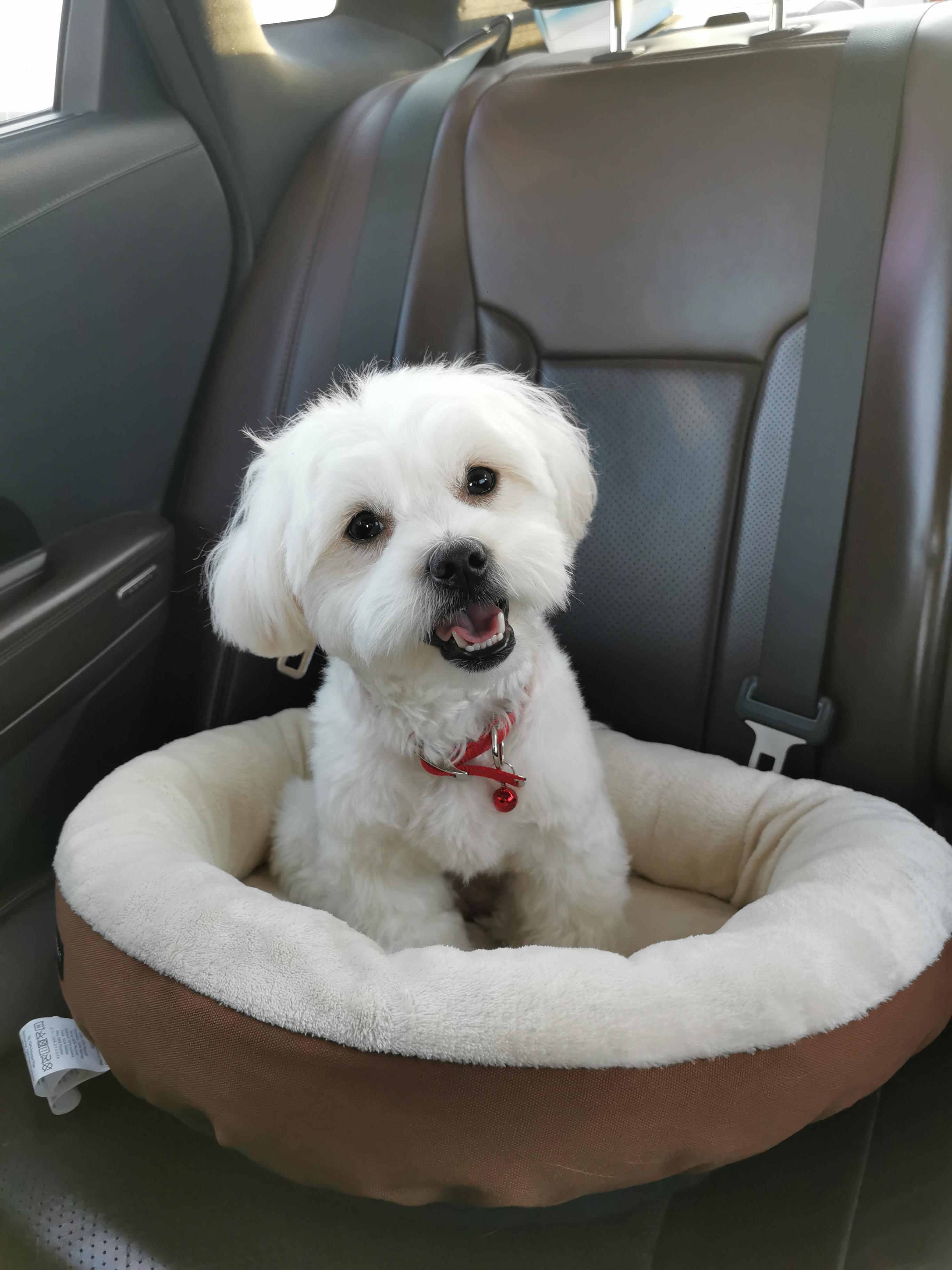 Here is my one year old Shipoo boy 'Jack'