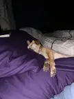 Cute picture of my dog sleeping