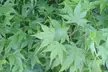 Branches and leaves