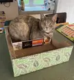 Double trap